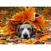 1000 Pieces Puzzles for Adults Dog Under The leaves-500 Floor Puzzle for Kids AdultIntellectual Puzzle Toys for Family